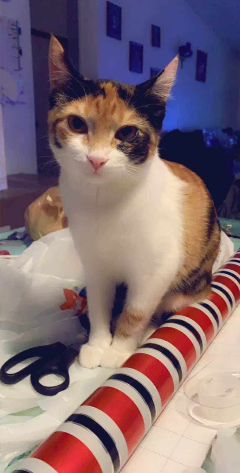 Lost cat in Los Lunas, NM, 87031