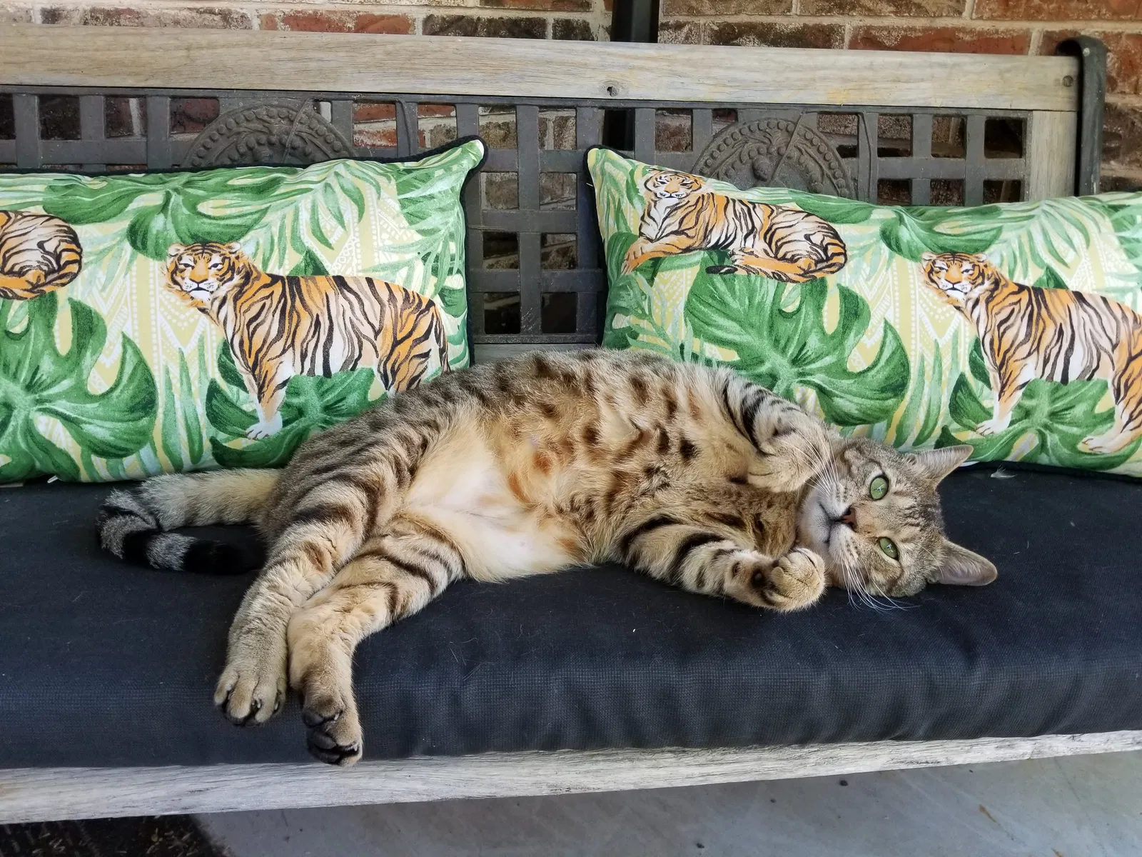 Lost cat in Enid, OK, 73703