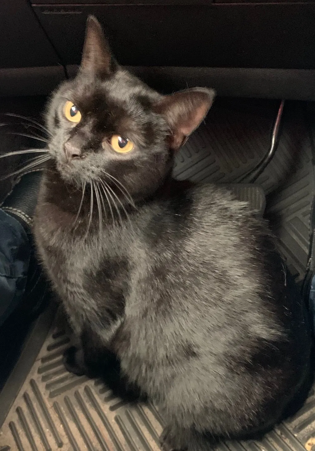 Lost cat in Wilmington, NC, 28411