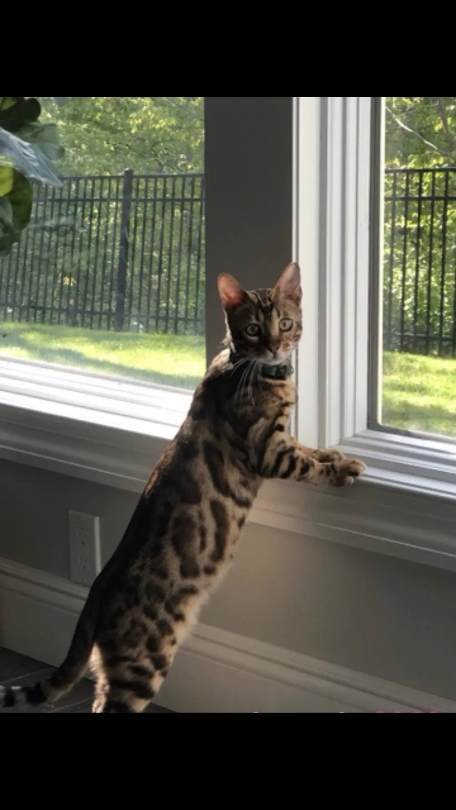 Lost cat in Roslyn, NY, 11576