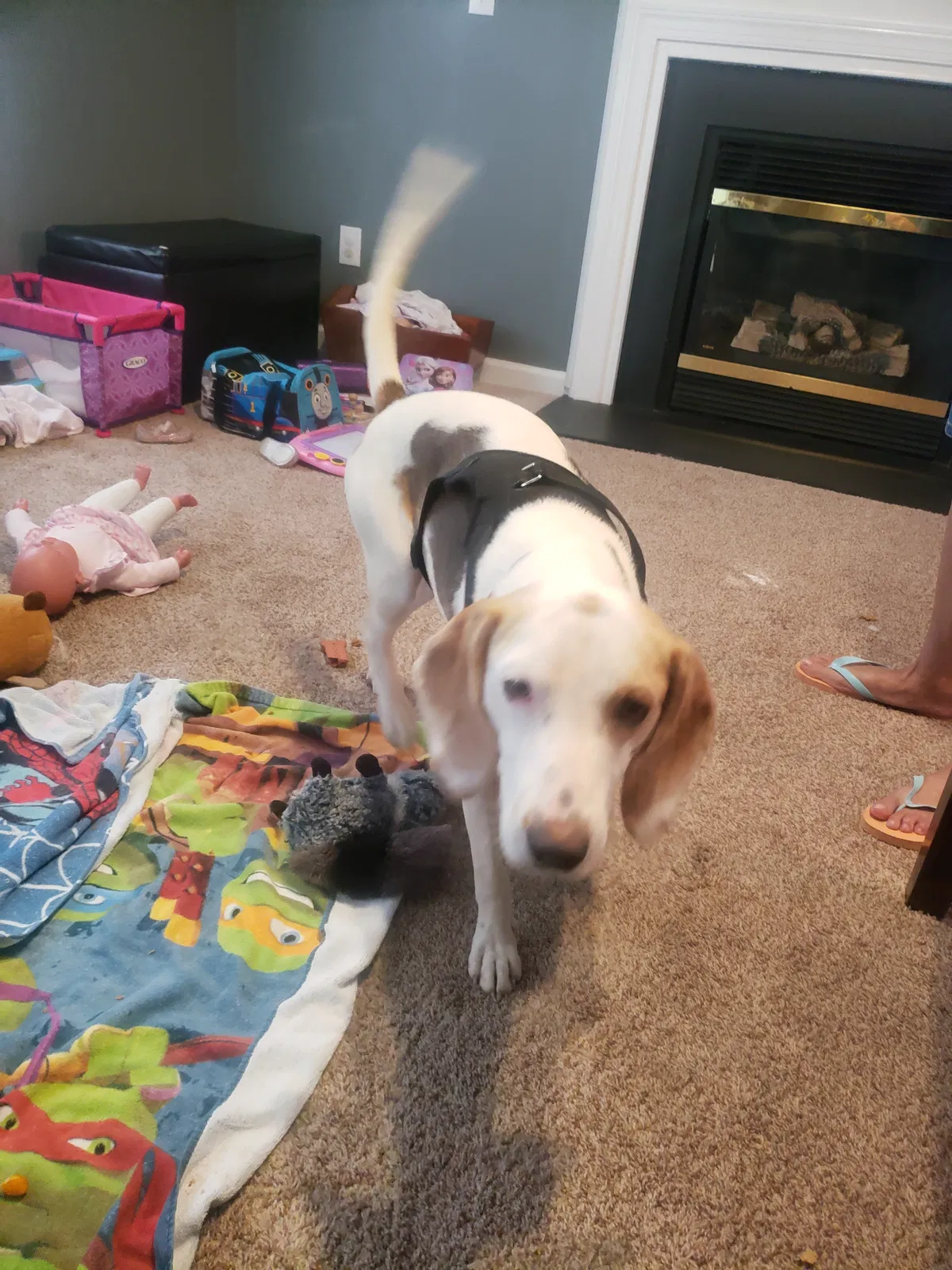 Found dog in King, NC, 27021