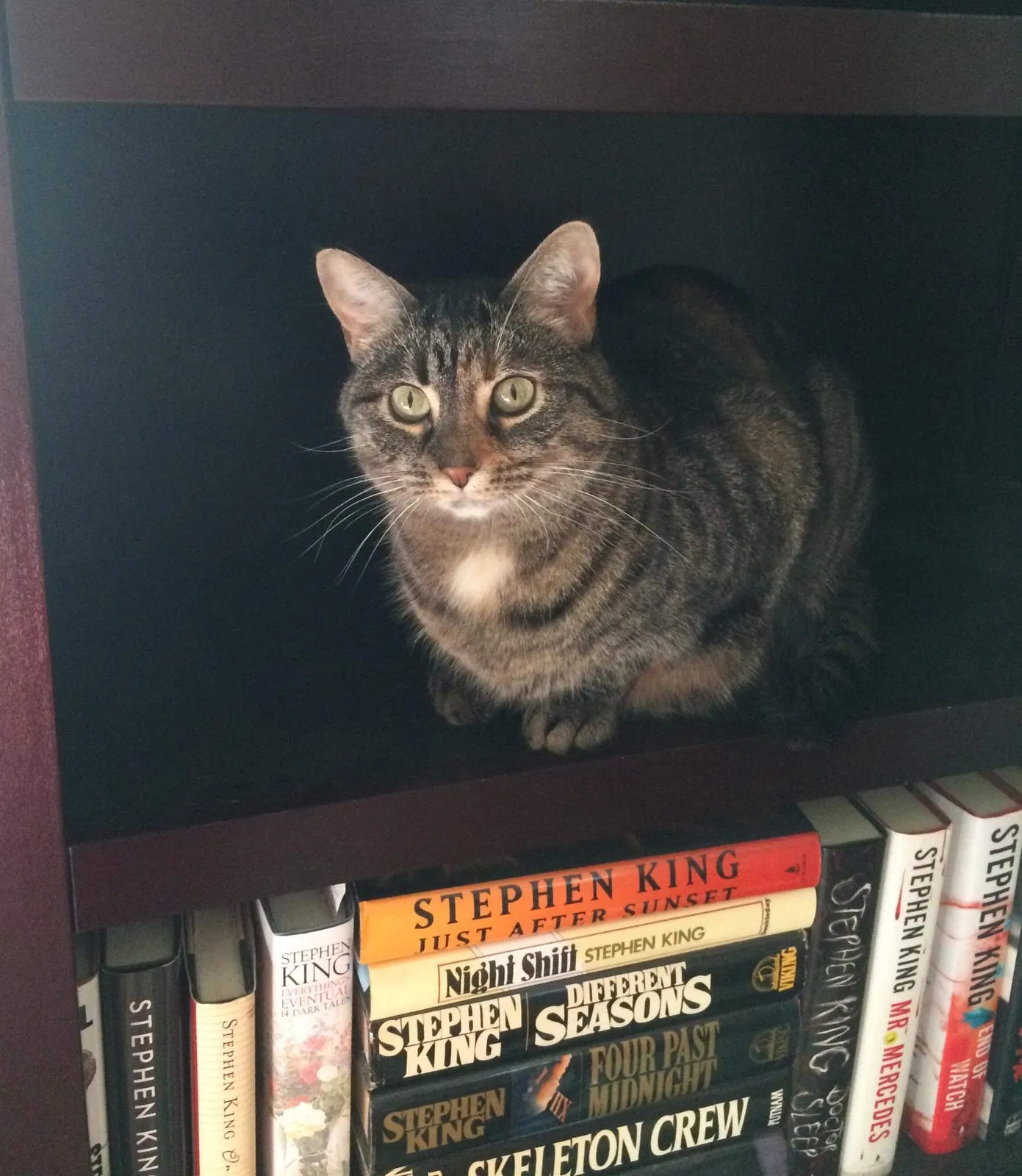 Lost cat in Columbia, SC, 29206