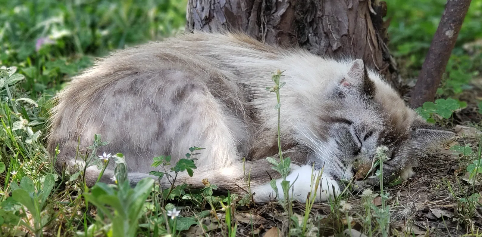 Lost cat in Slocomb, AL, 36375