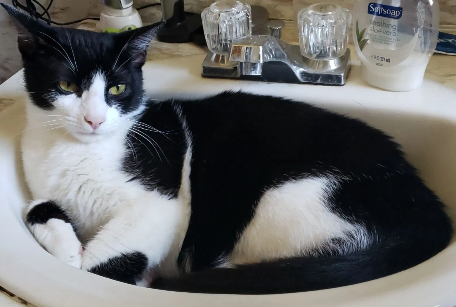 Lost cat in Little Rock, AR, 72210