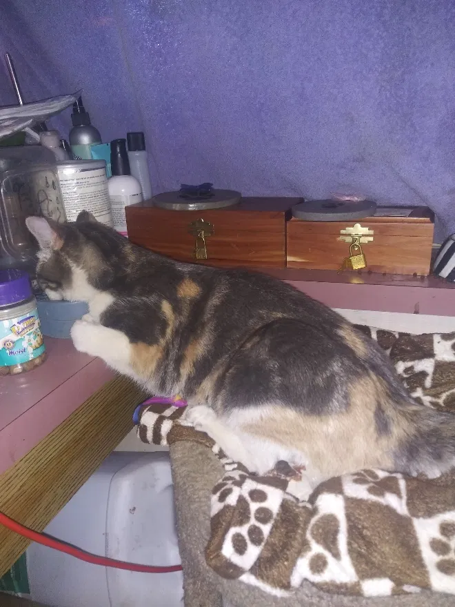Lost cat in Ogden, UT, 84404