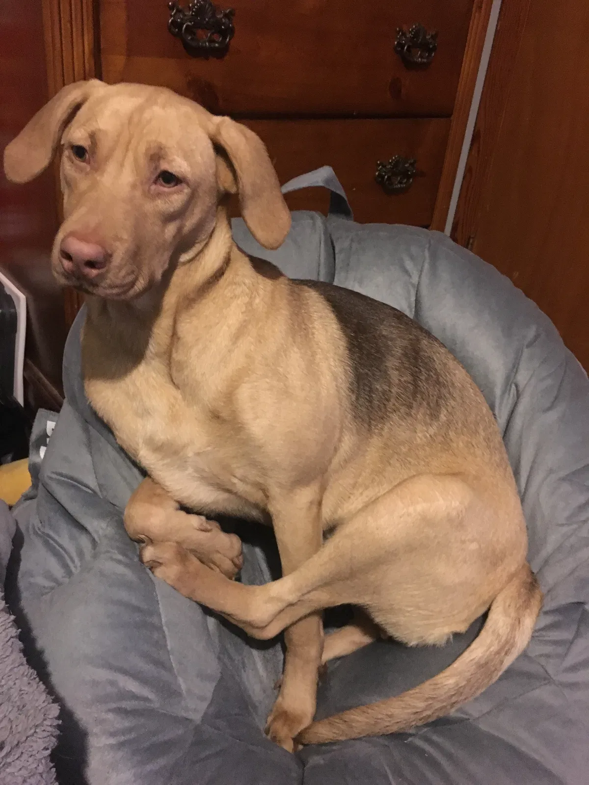 Lost dog in Paragould, AR, 72450