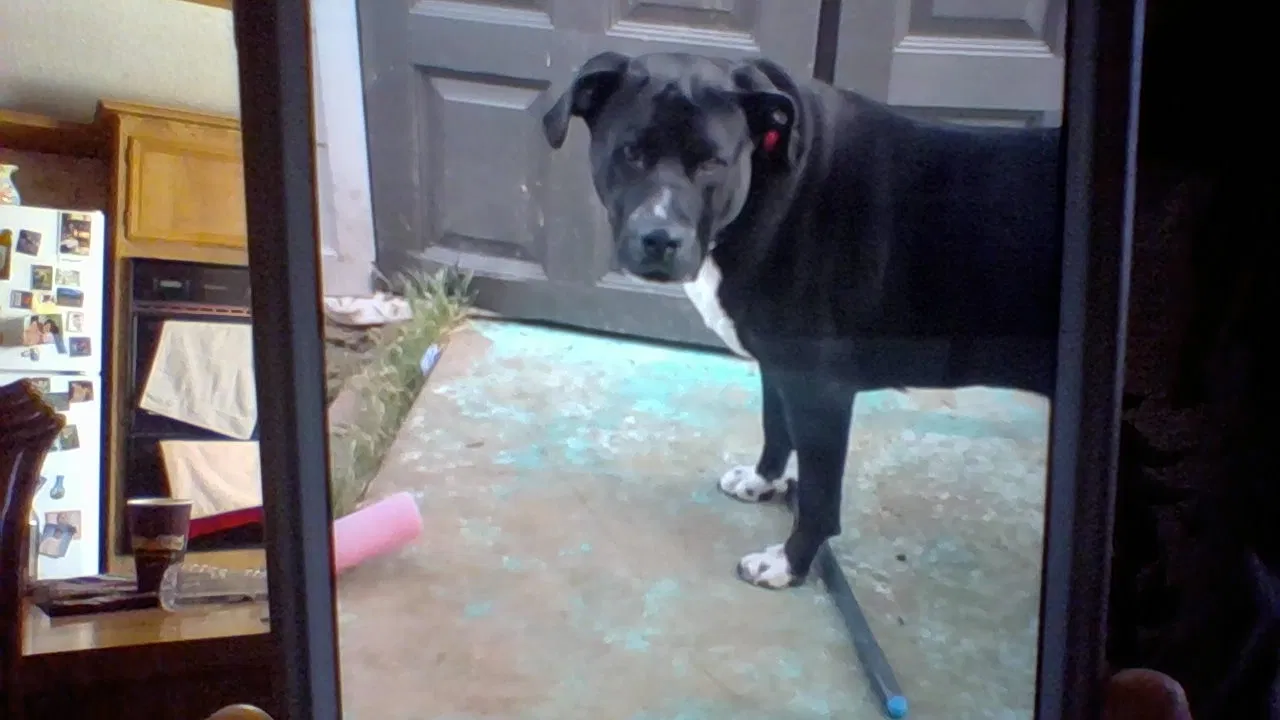 Found dog in Perris, CA, 92570