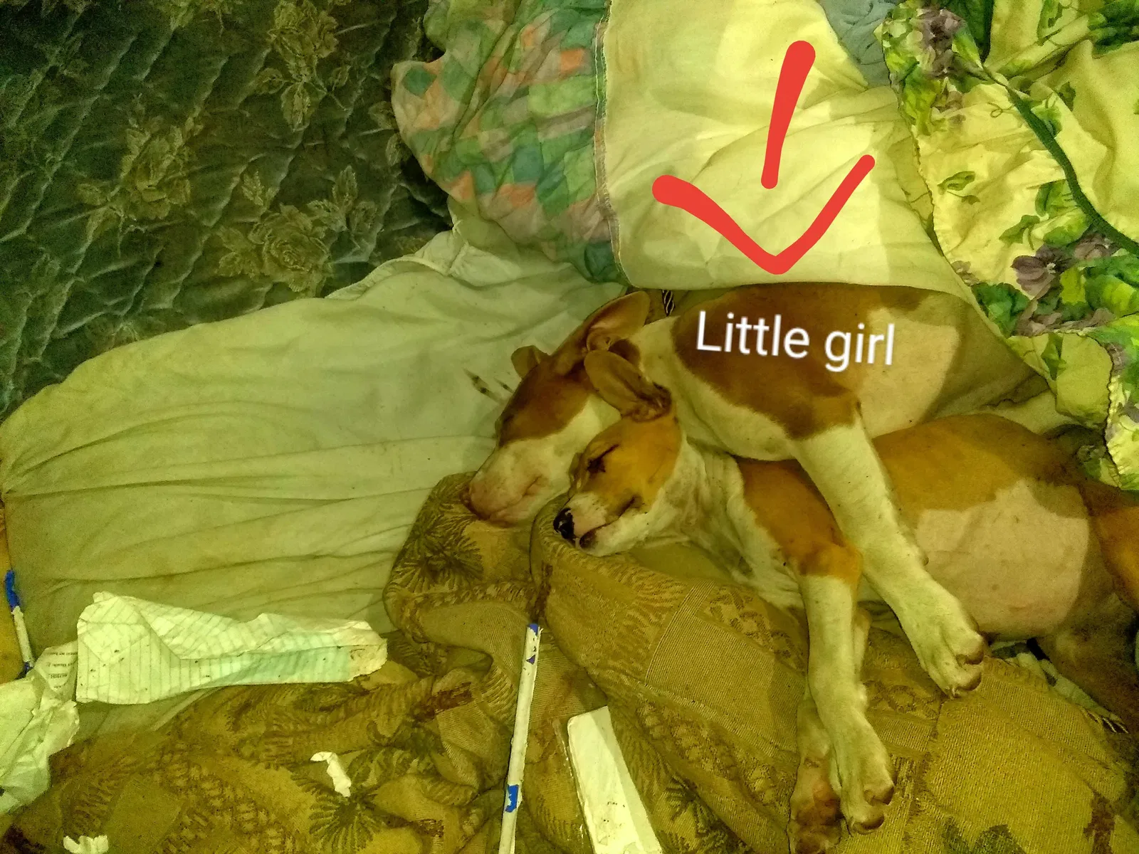 Lost dog in Arcadia, FL, 34266