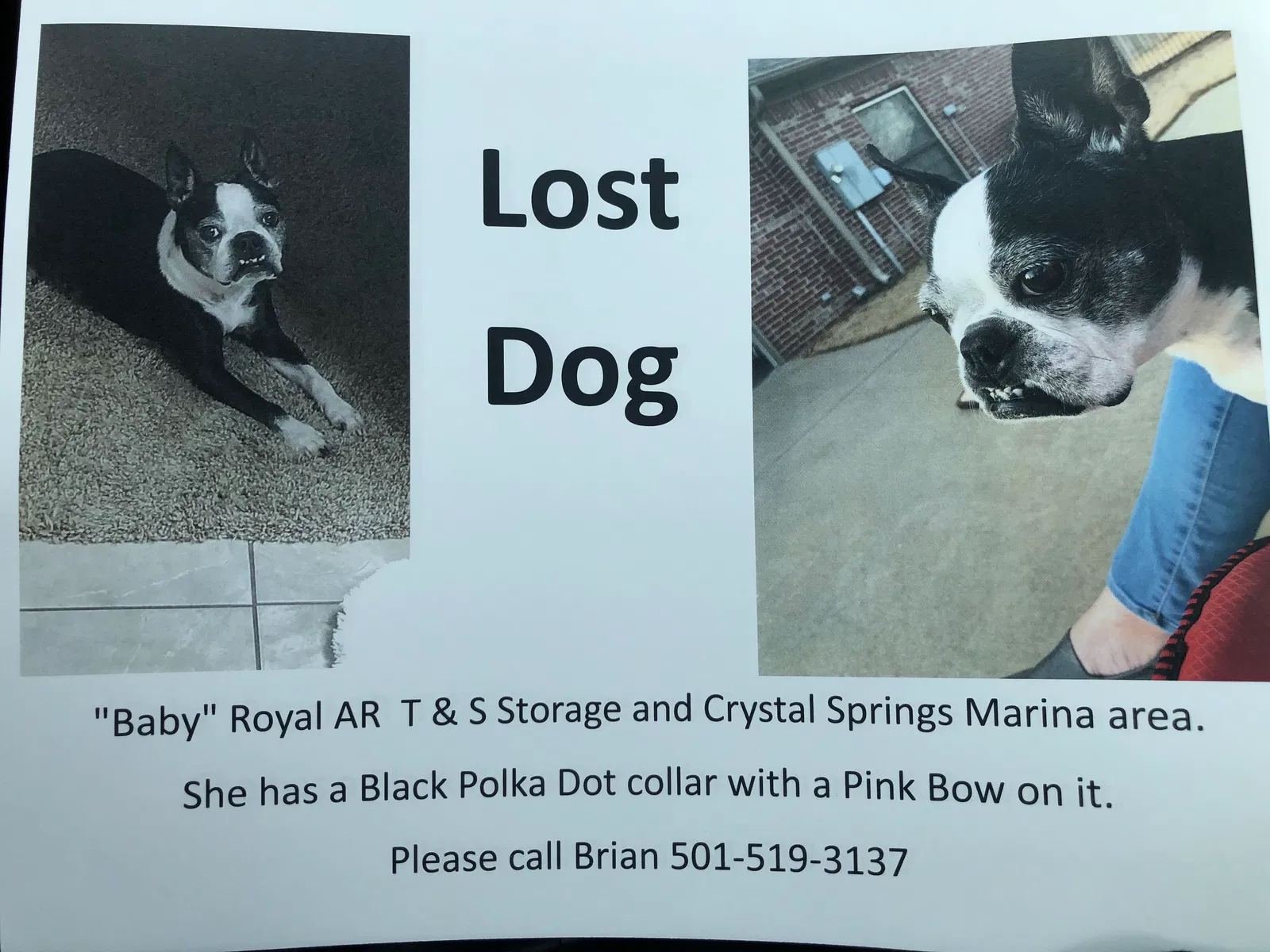 Lost dog in Hot Springs National Park, AR, 71913