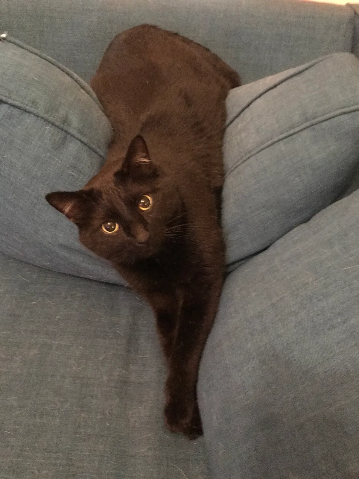 Lost cat in Minneapolis, MN, 55412