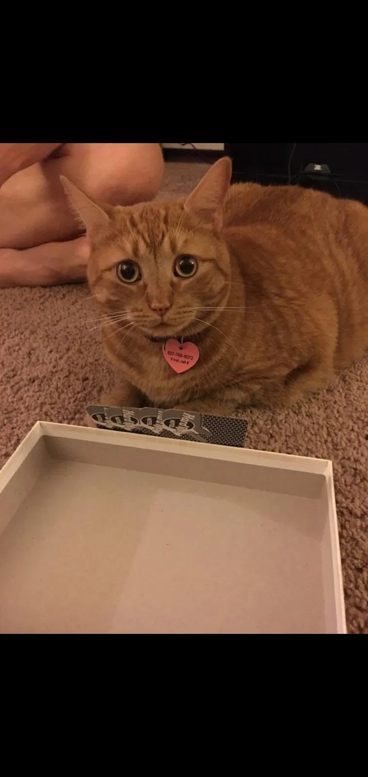 Lost cat in Montrose, MN, 55363
