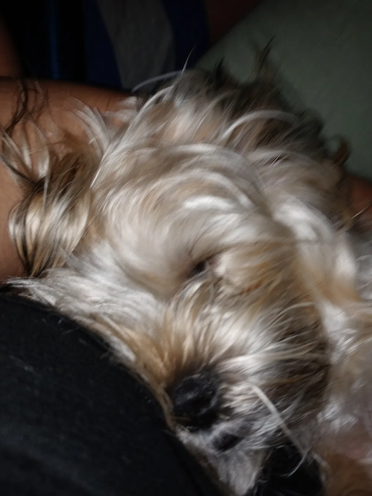 Lost dog in Baltimore, MD, 21287