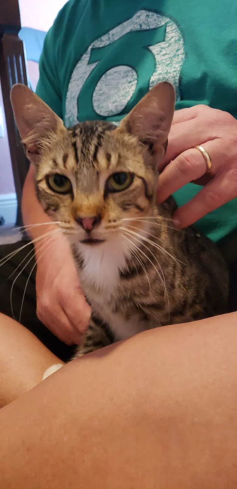 Lost cat in Davenport, FL, 33837