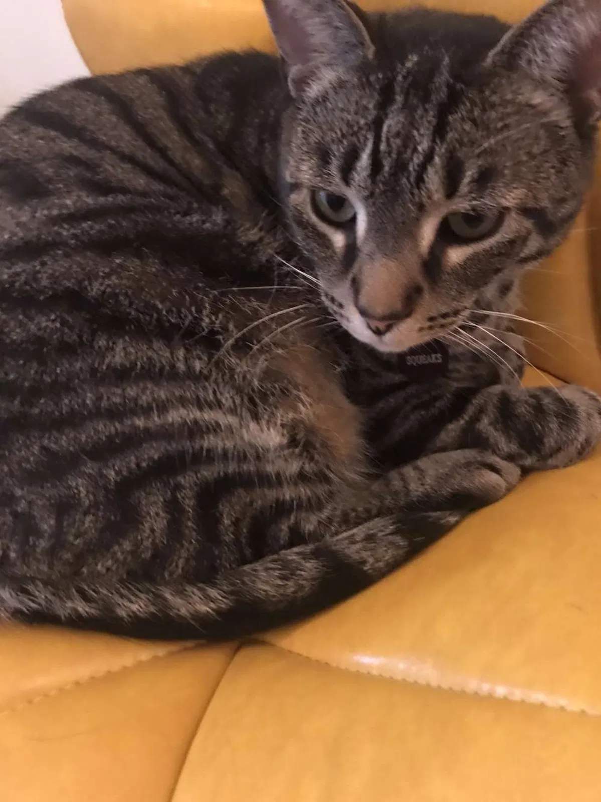 Lost cat in Brookfield, WI, 53045