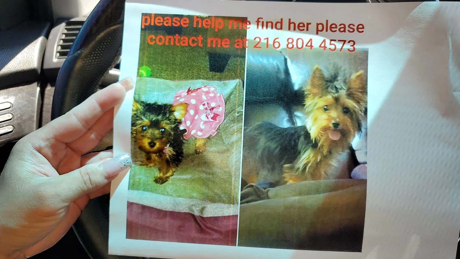 Lost dog in Cleveland, OH, 44102
