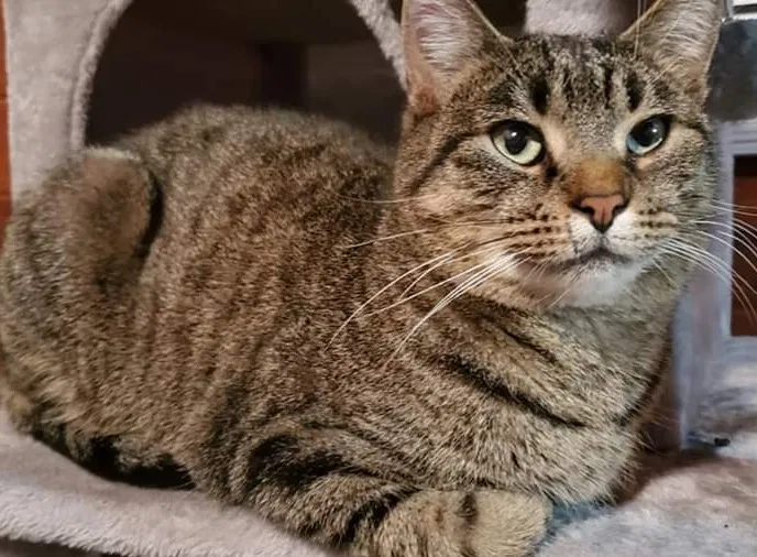 Lost cat in Cottage Grove, MN, 55016