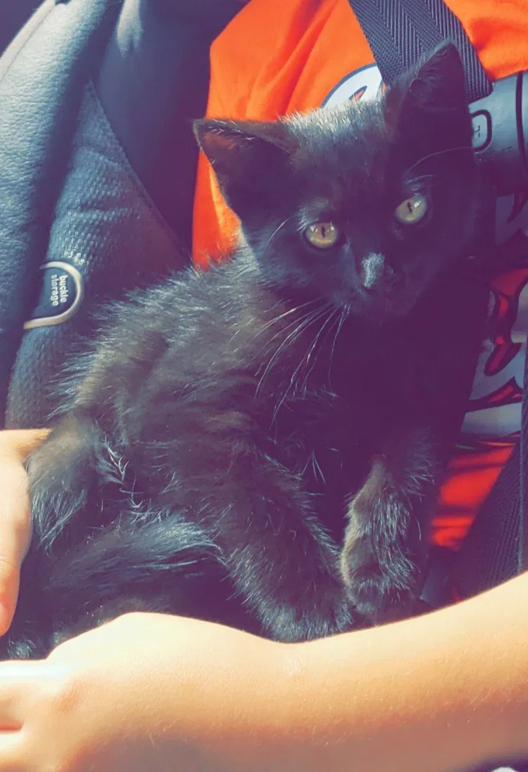 Lost cat in Woodstock, IL, 60098