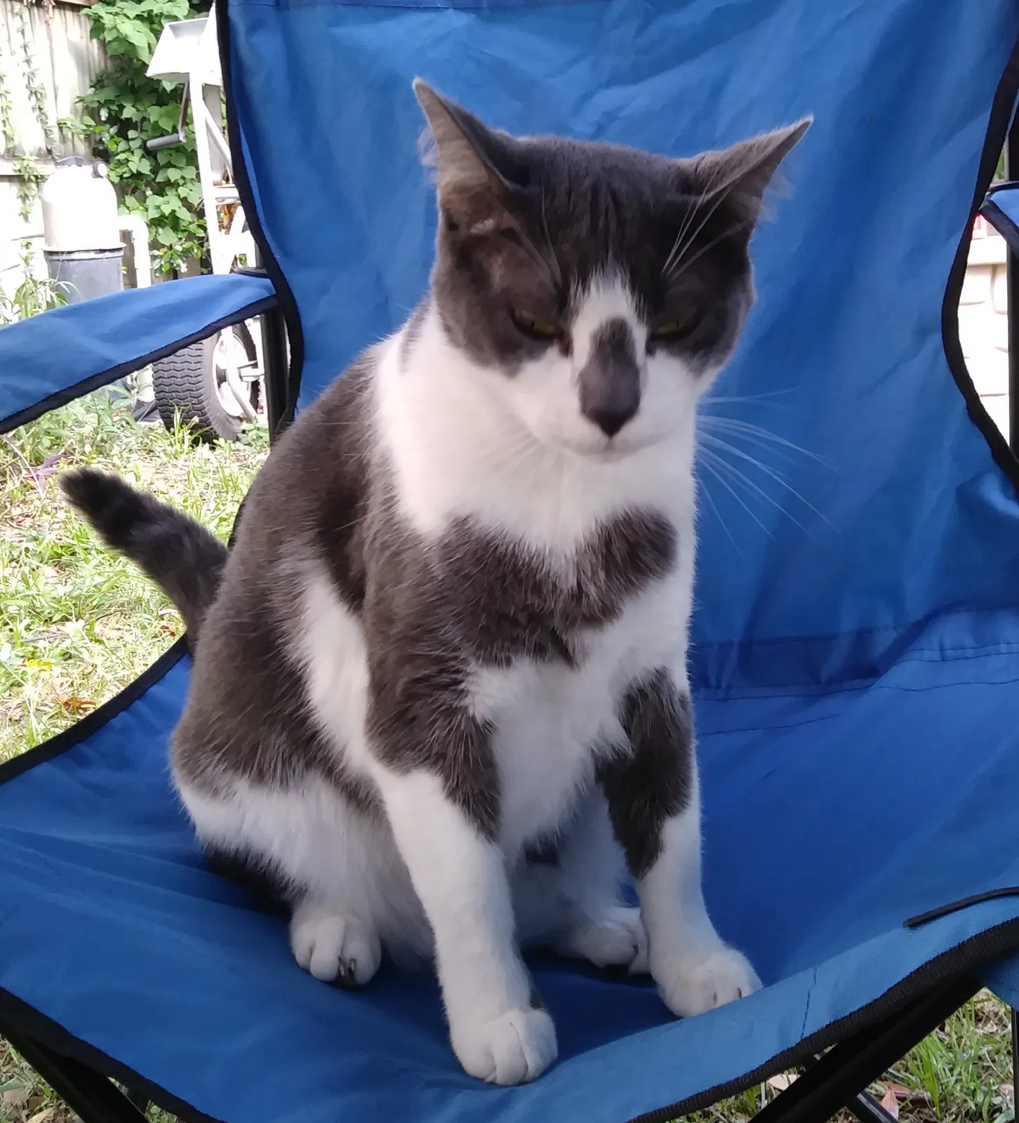 Lost cat in Longwood, FL, 32779