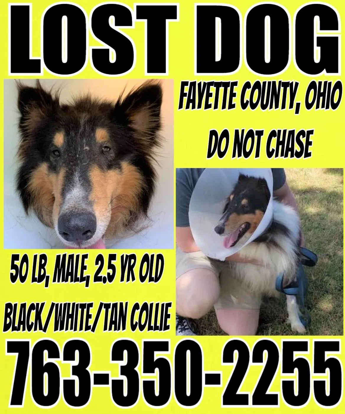 Lost dog in Washington Court House, OH, 43160