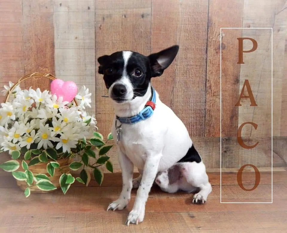 Lost dog in Charleroi, PA, 15022