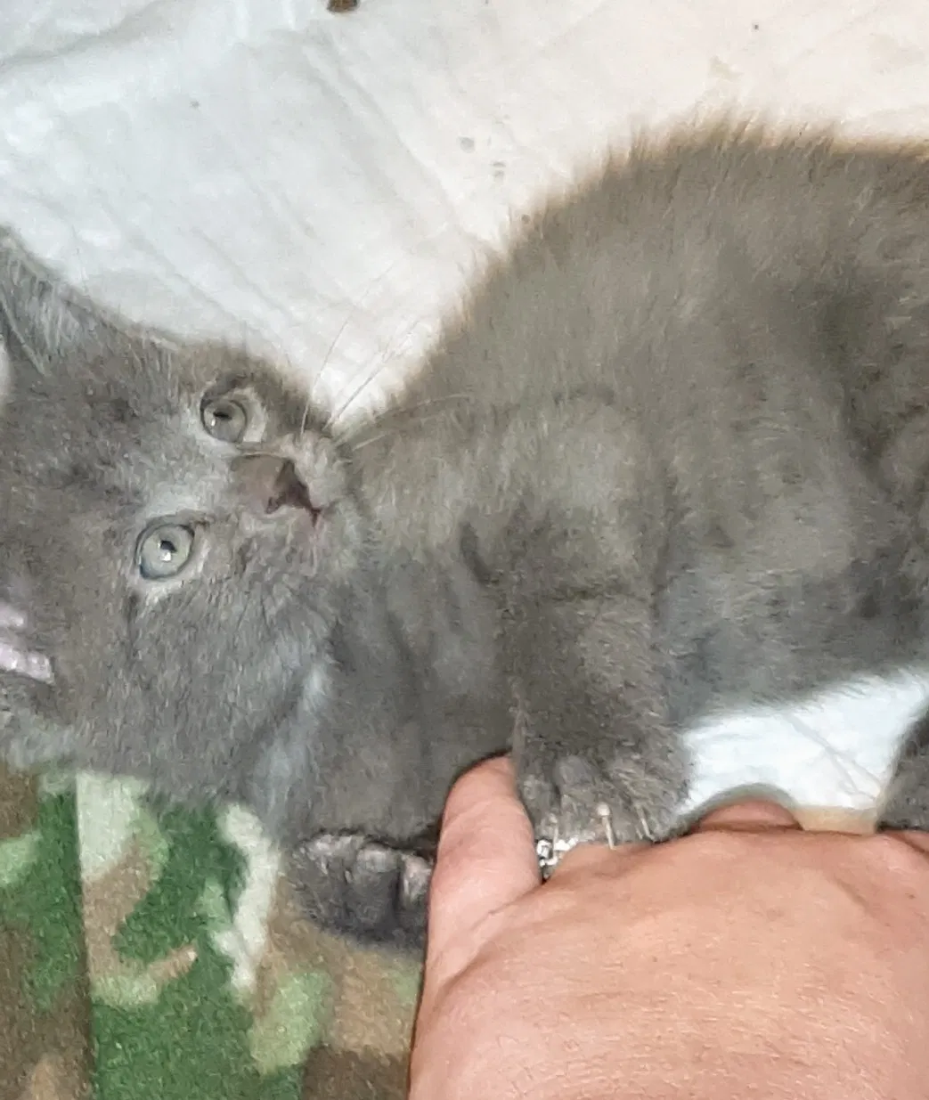 Lost cat in Unknown, AR, 0