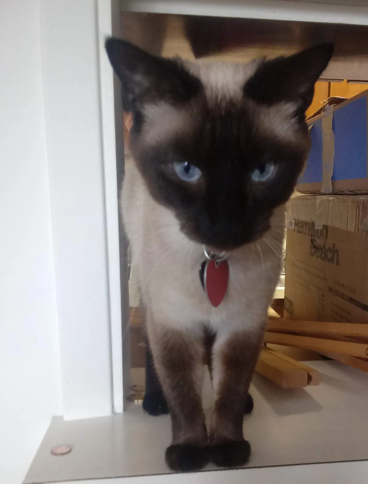 Lost cat in Lawrence, KS, 66049