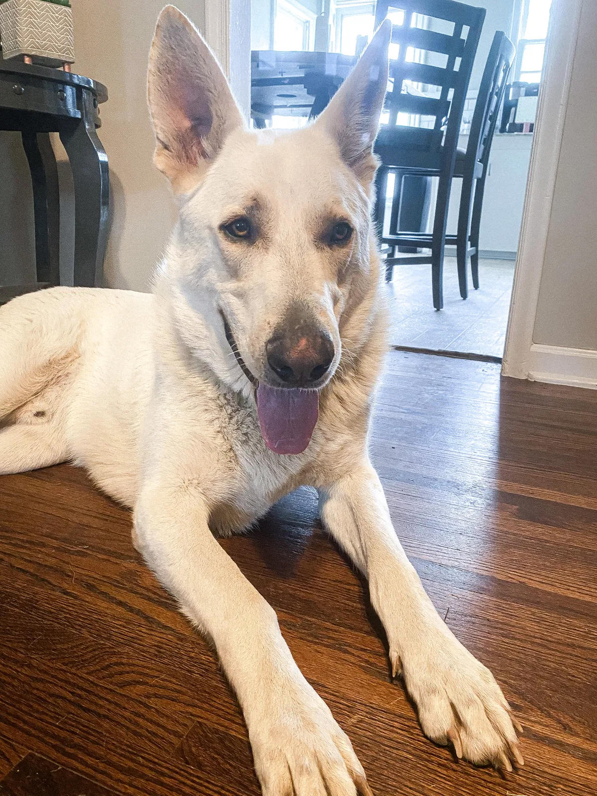 Lost dog in Tulsa, OK, 74107
