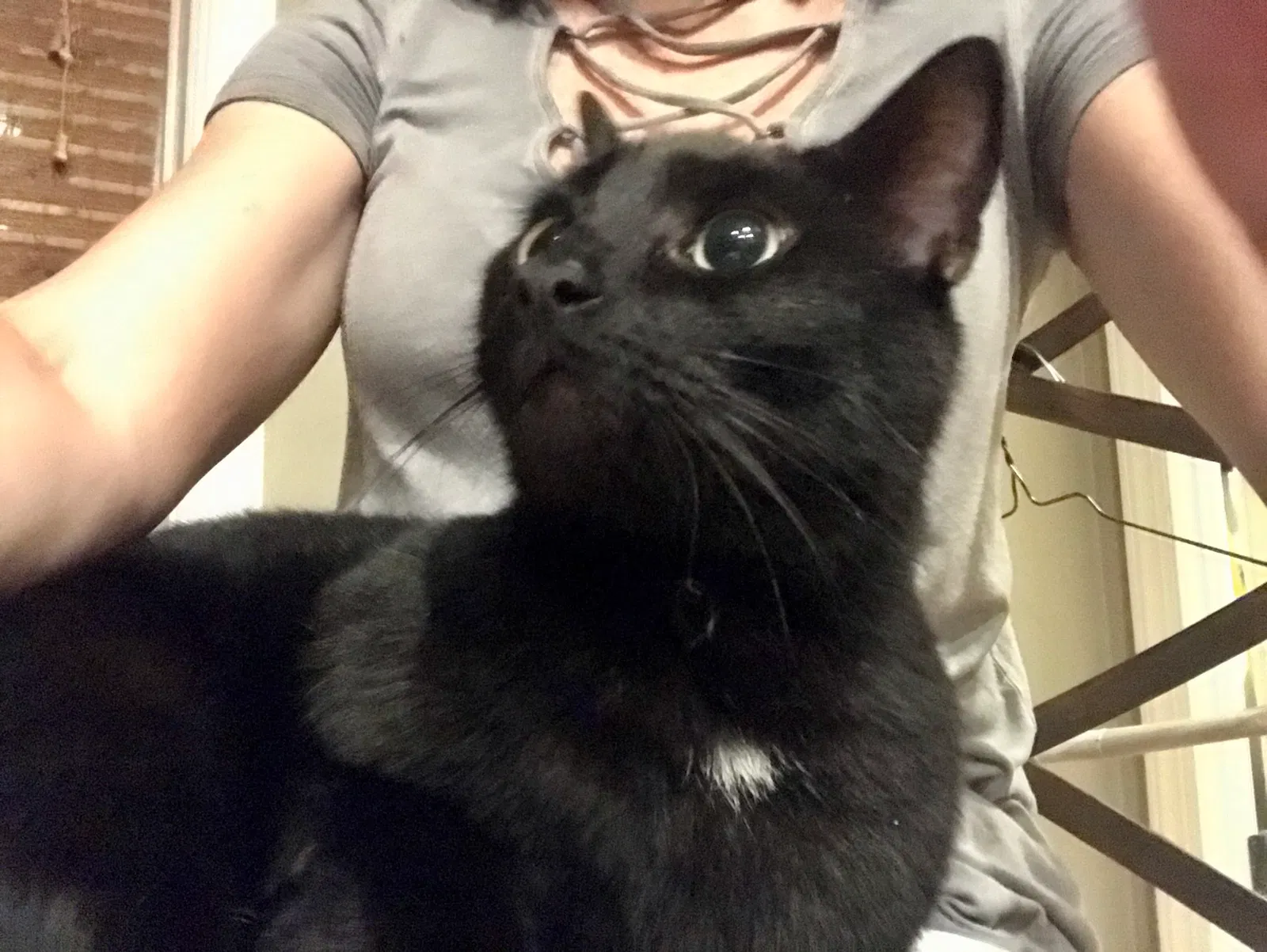 Lost cat in Chelsea, AL, 35043