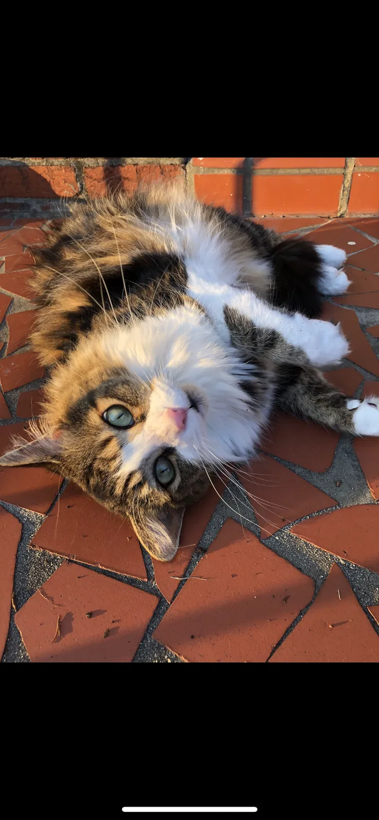 Lost cat in Portsmouth, VA, 23703