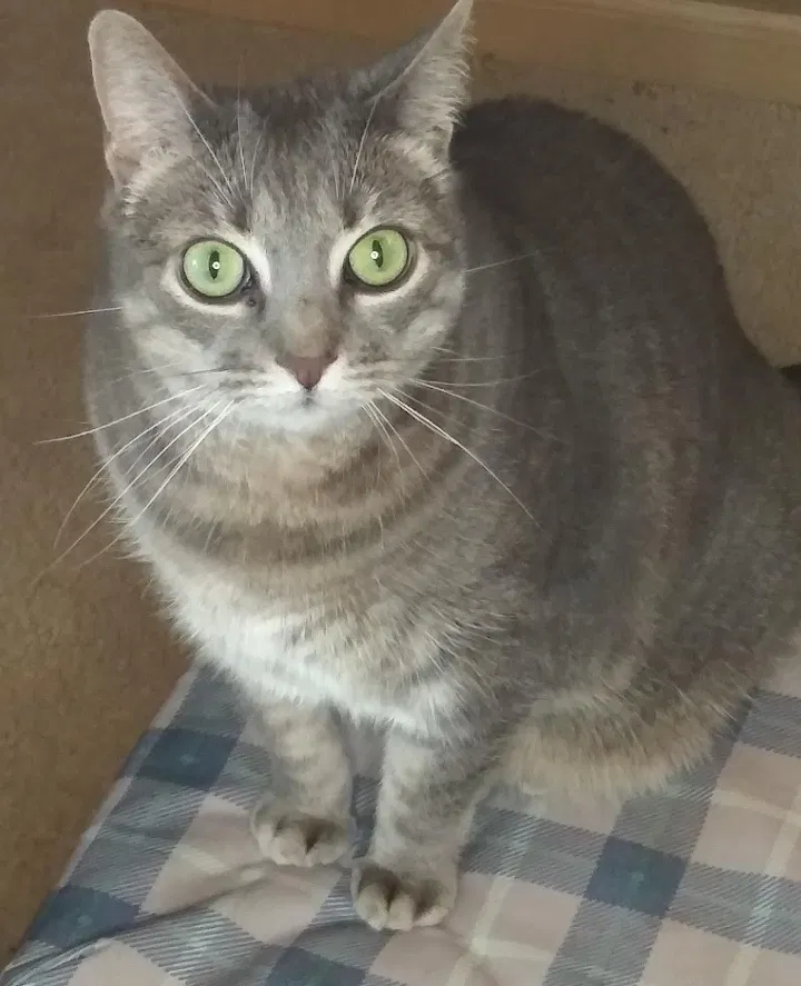 Lost cat in Gaithersburg, MD, 20877