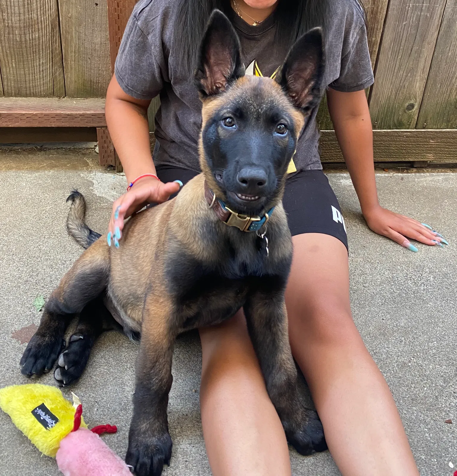 Lost dog in Napa, CA, 94558