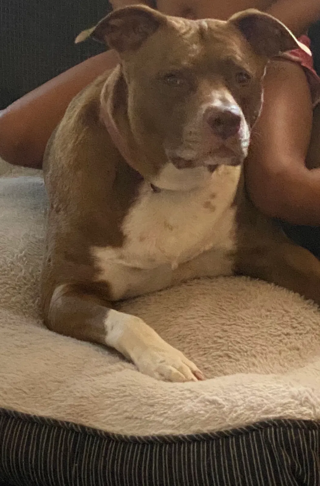 Lost dog in Fresno, CA, 93705