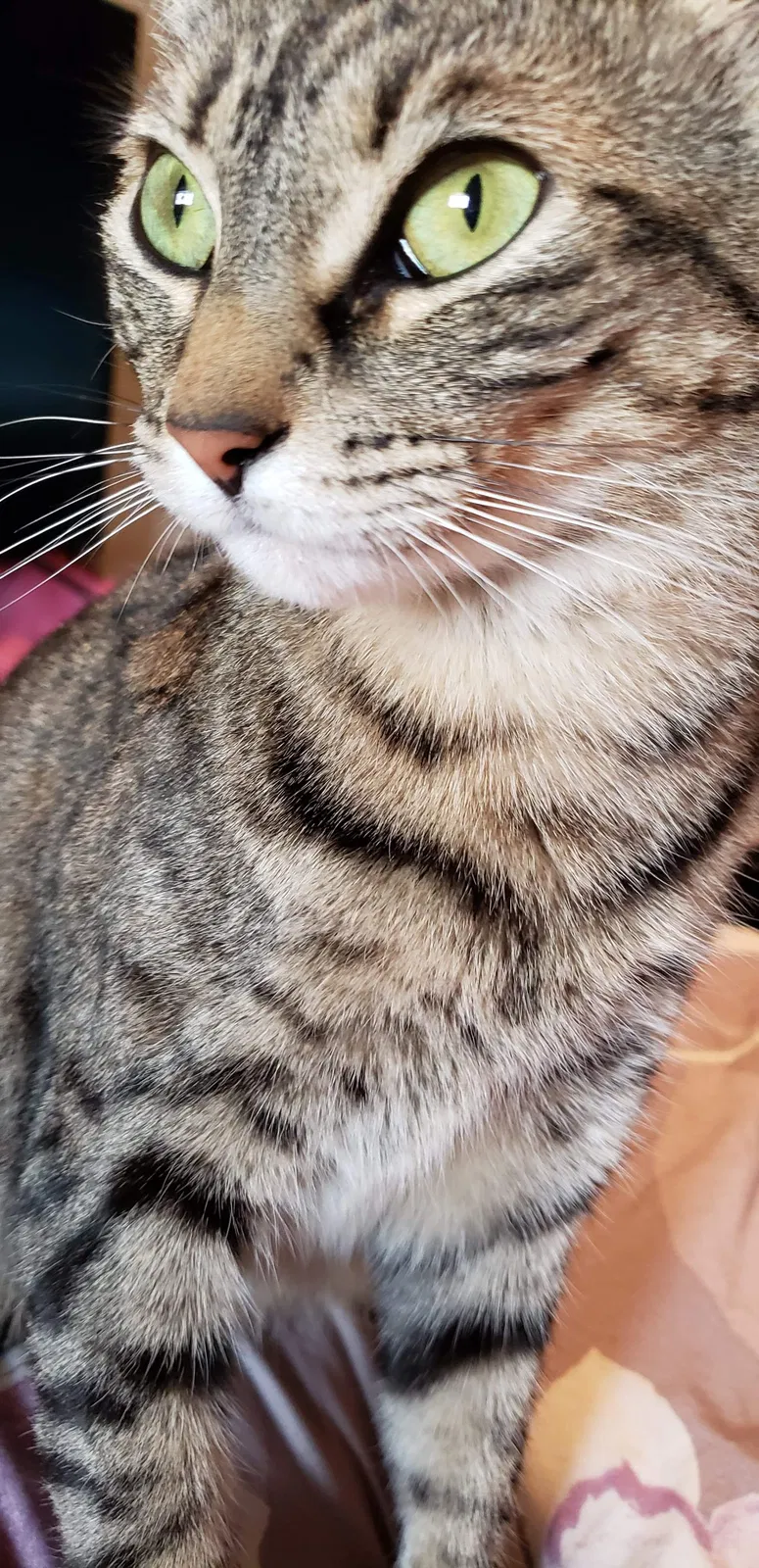 Lost cat in Bethany, OK, 73008