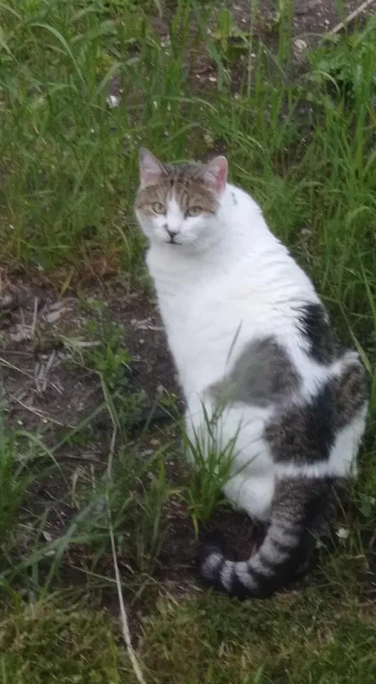 Lost cat in Thiensville, WI, 53092