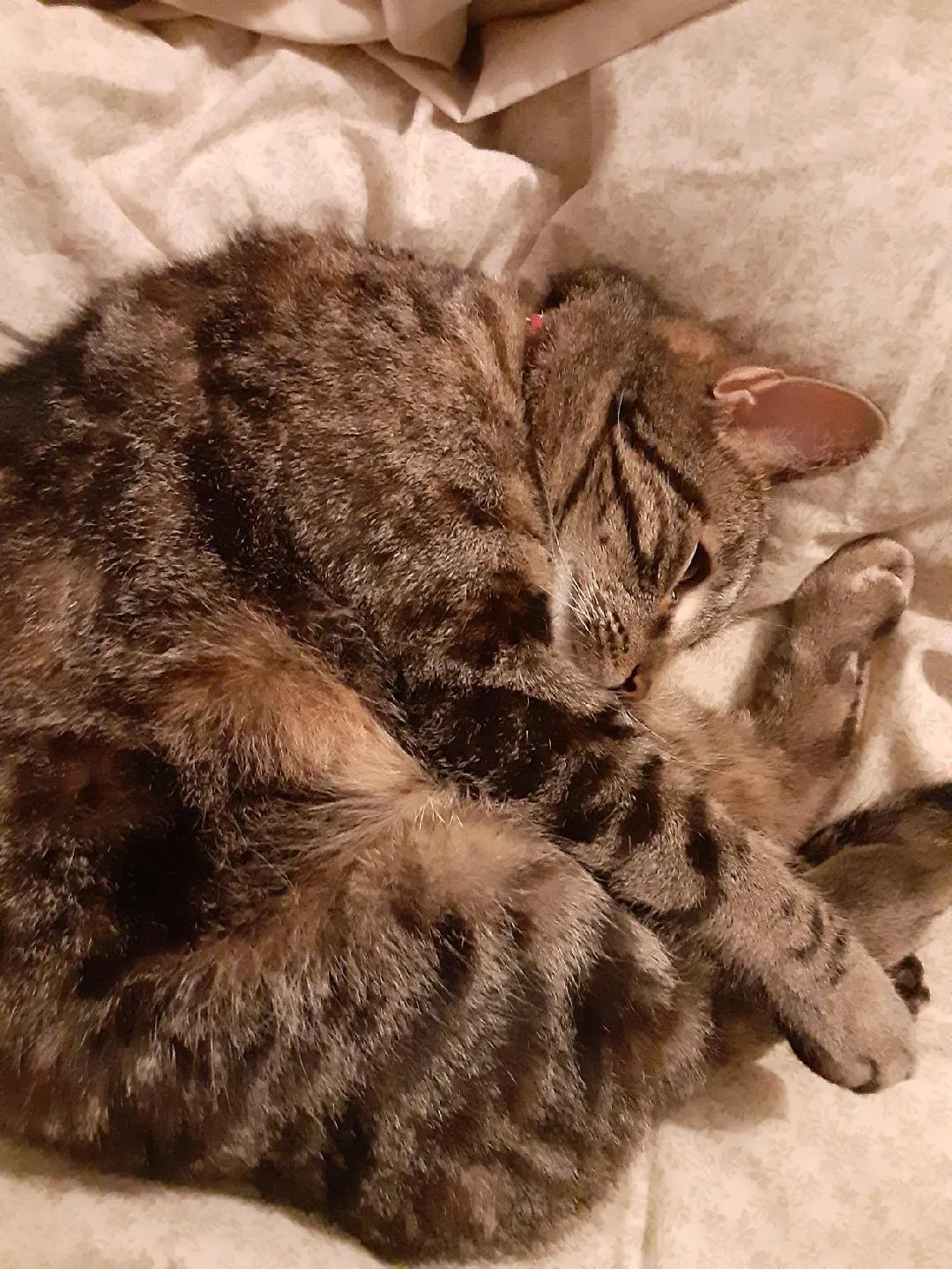 Lost cat in Rio Rancho, NM, 87124