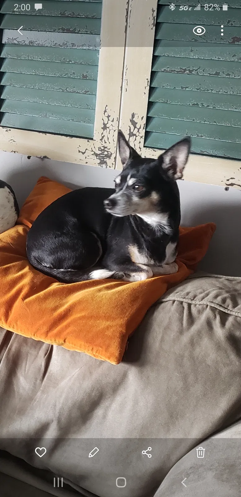 Lost dog in Spokane, WA, 99206