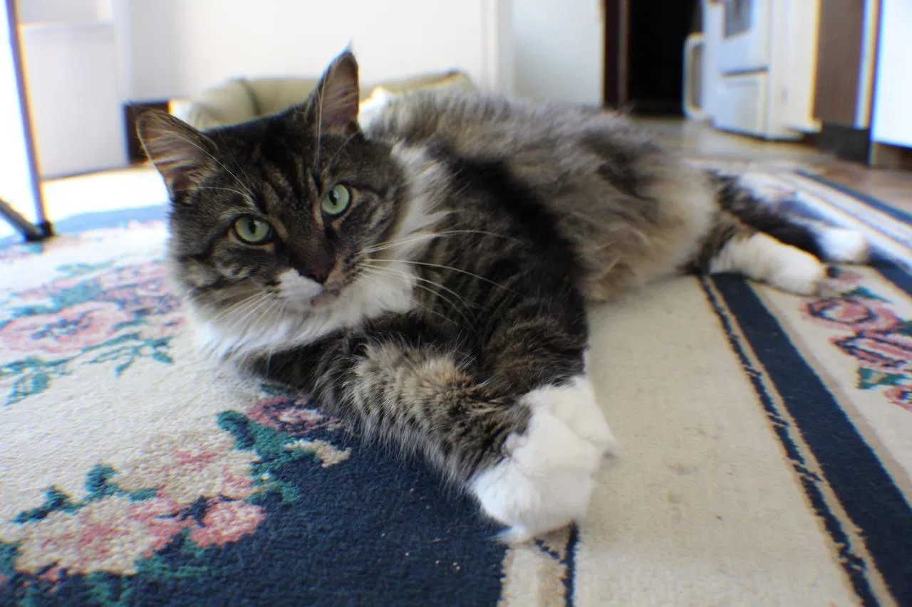Lost cat in Salem, VA, 24153