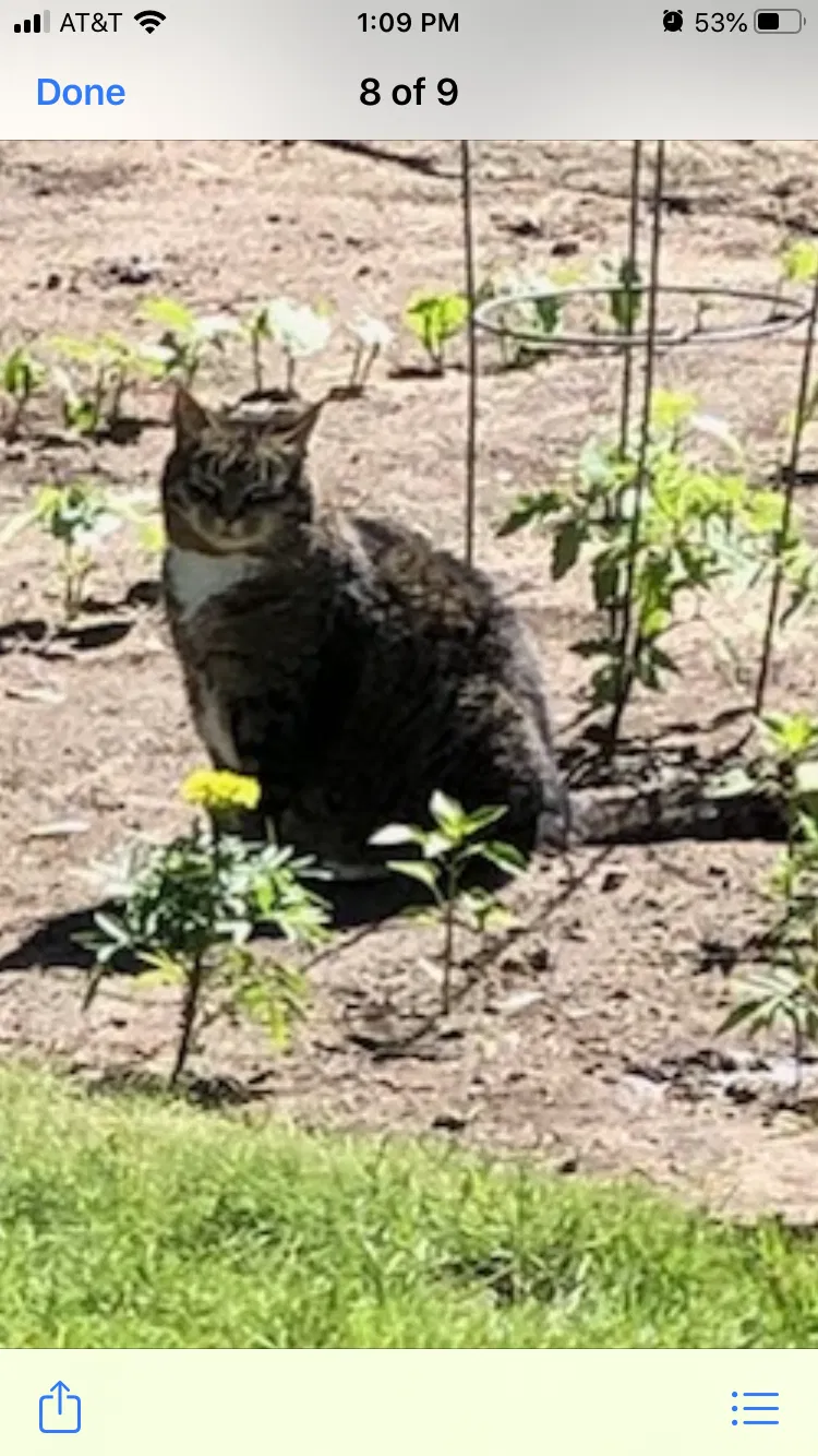 Lost cat in Chippewa Falls, WI, 54729