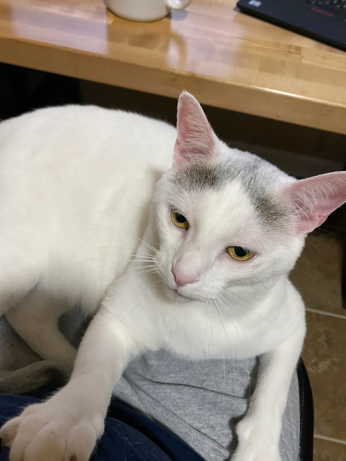 Lost cat in Prairieville, LA, 70769