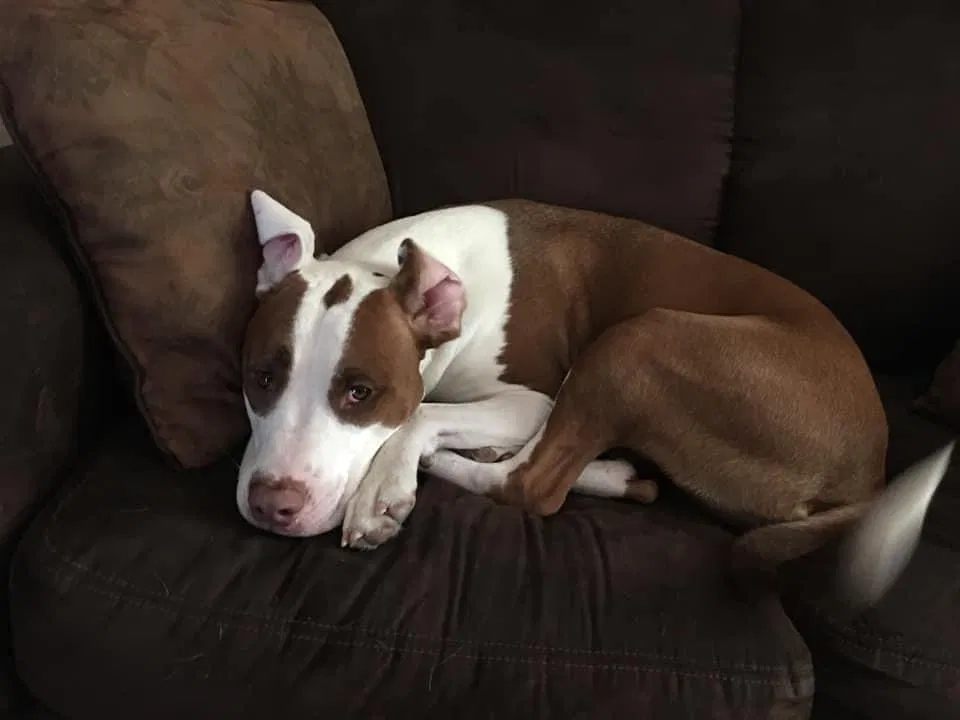 Lost dog in Deltona, FL, 32725