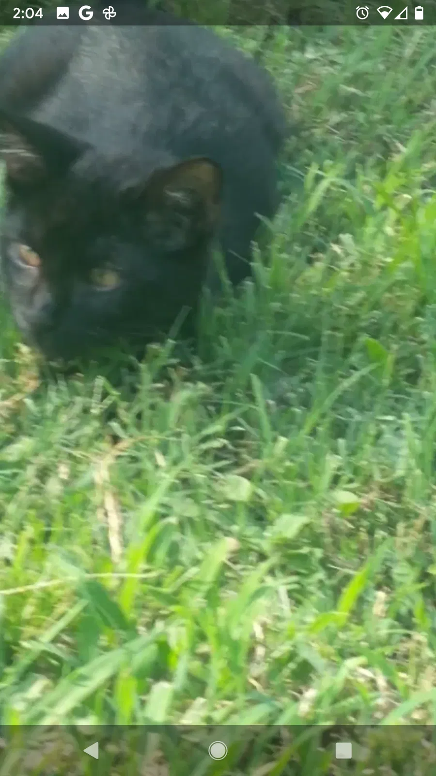 Lost cat in Ector, TX, 75439