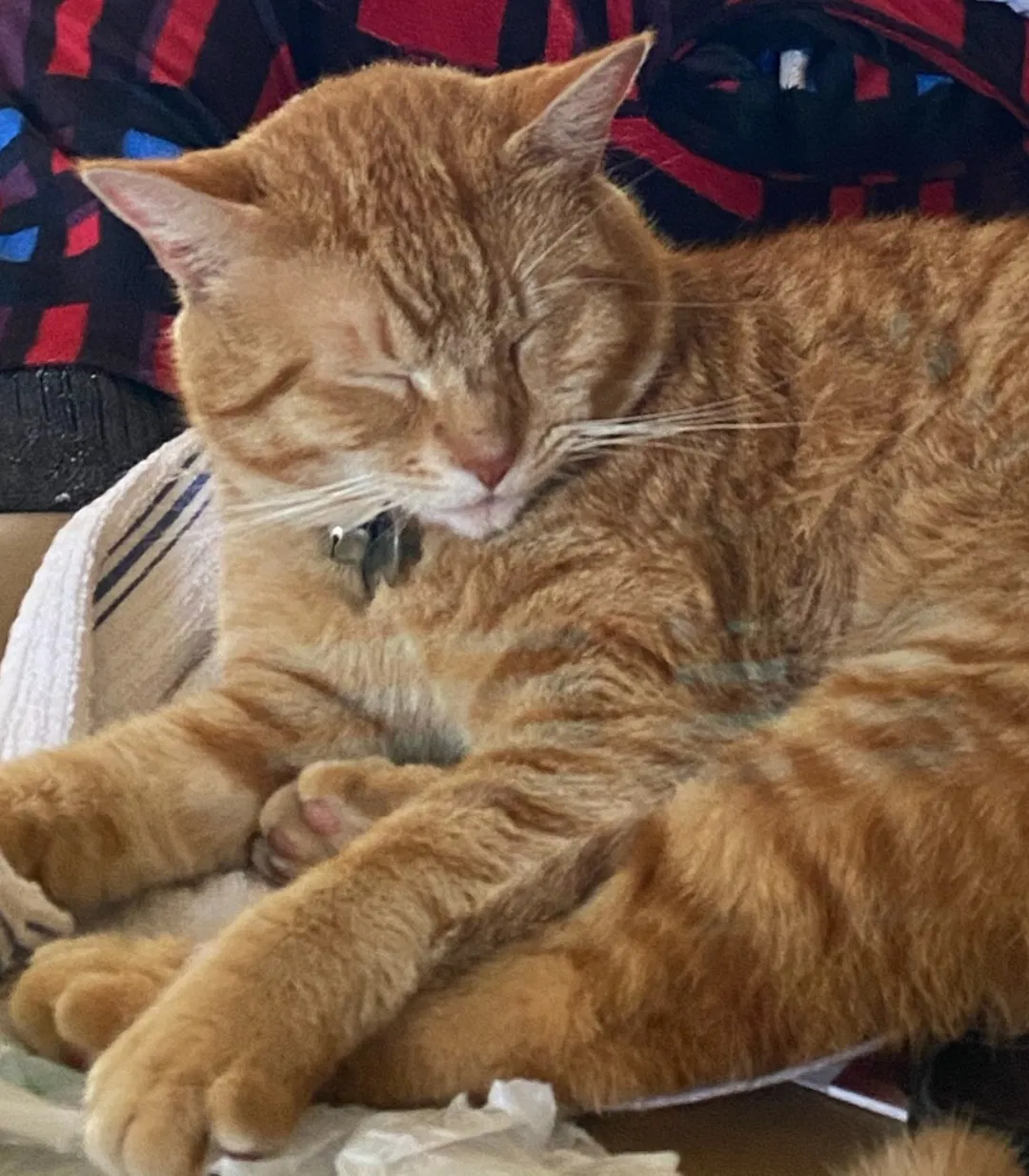 Lost cat in Oxford, FL, 34484