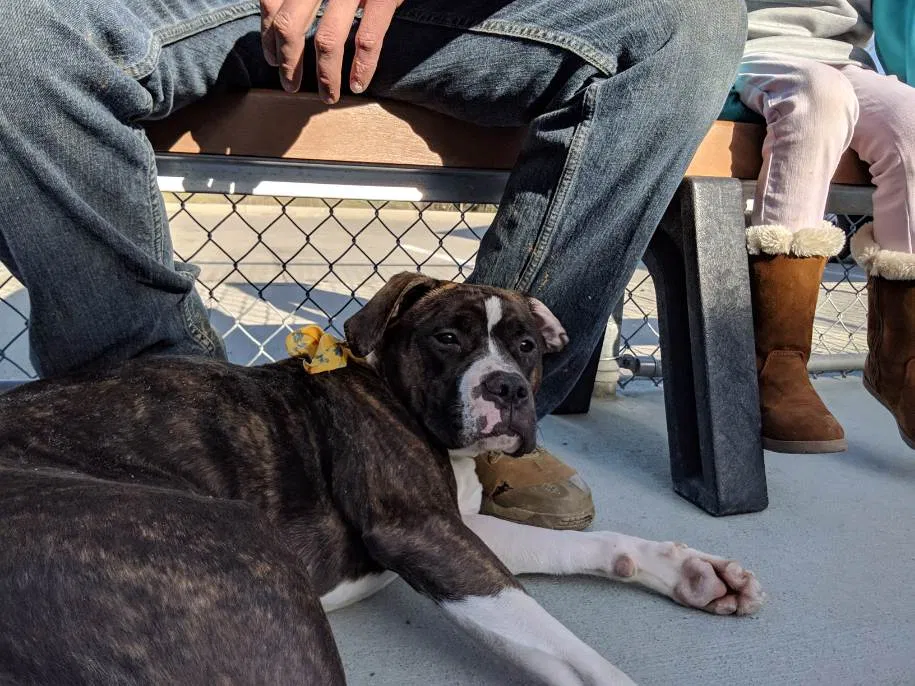 Lost dog in Dayton, OH, 45404