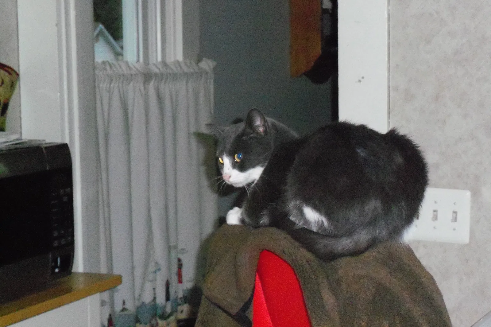 Lost cat in Auburn, IN, 46706