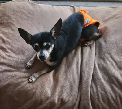 Lost dog in Kissimmee, FL, 34747