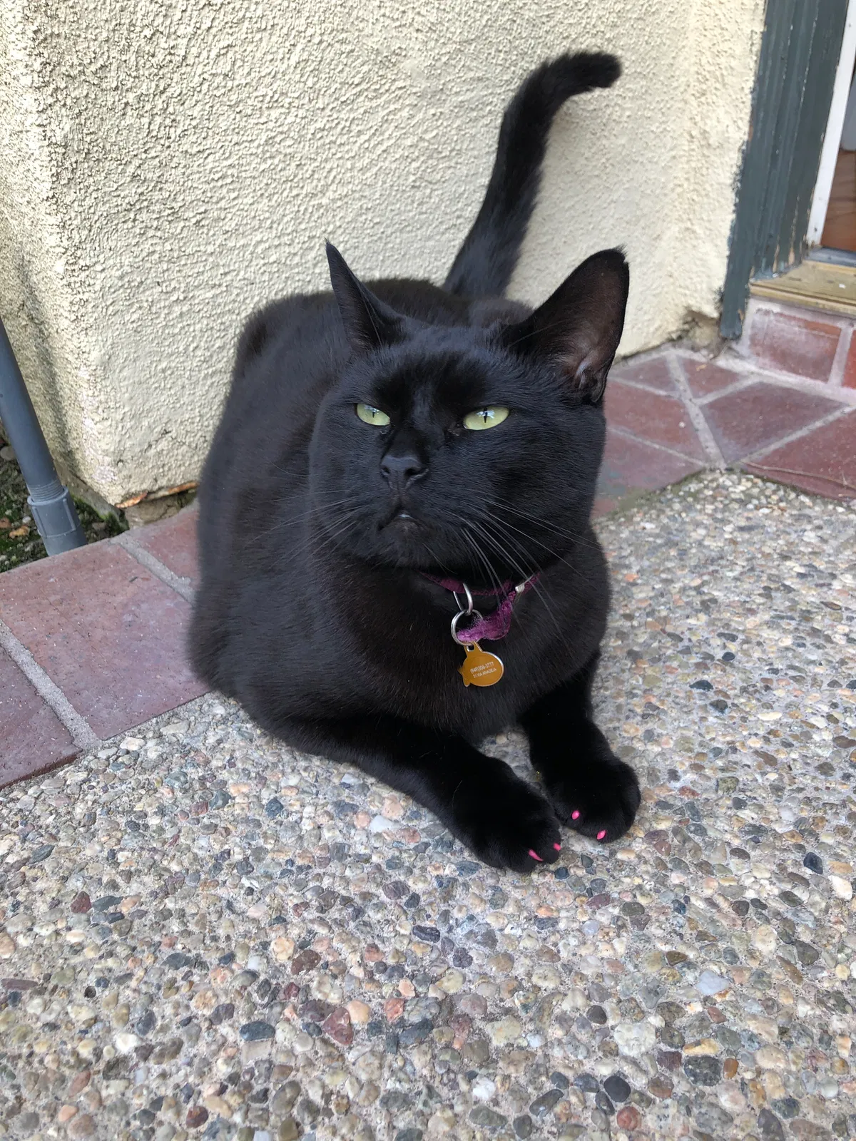 Lost cat in Rancho Santa Margarita, CA, 92688