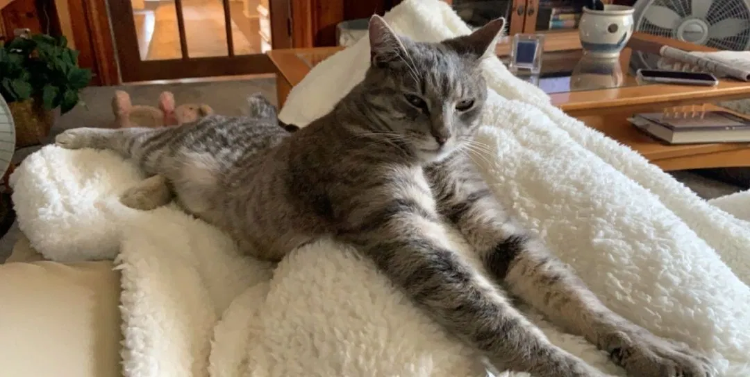Lost cat in Media, PA, 19063