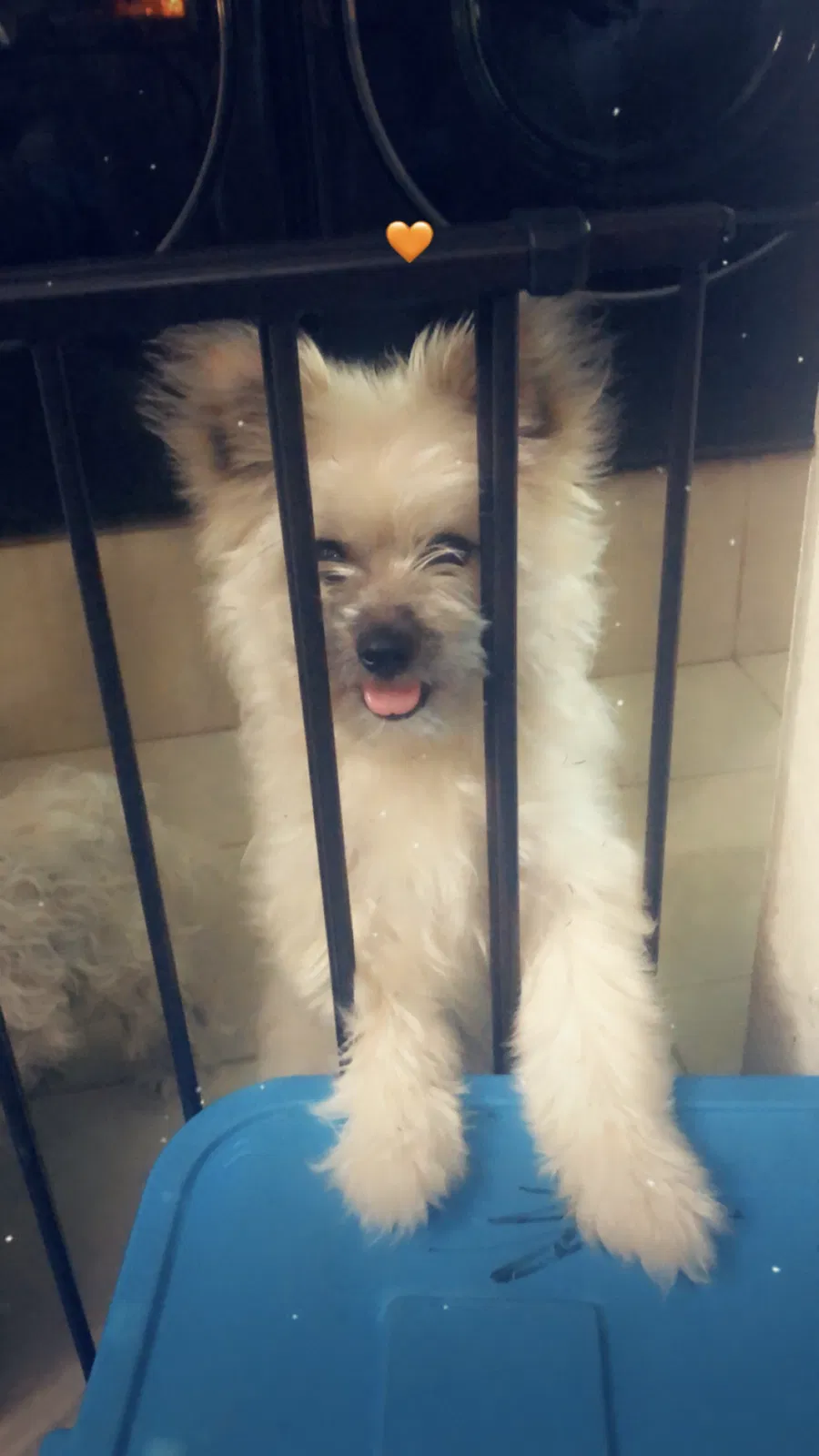 Lost dog in Bronson, FL, 32621