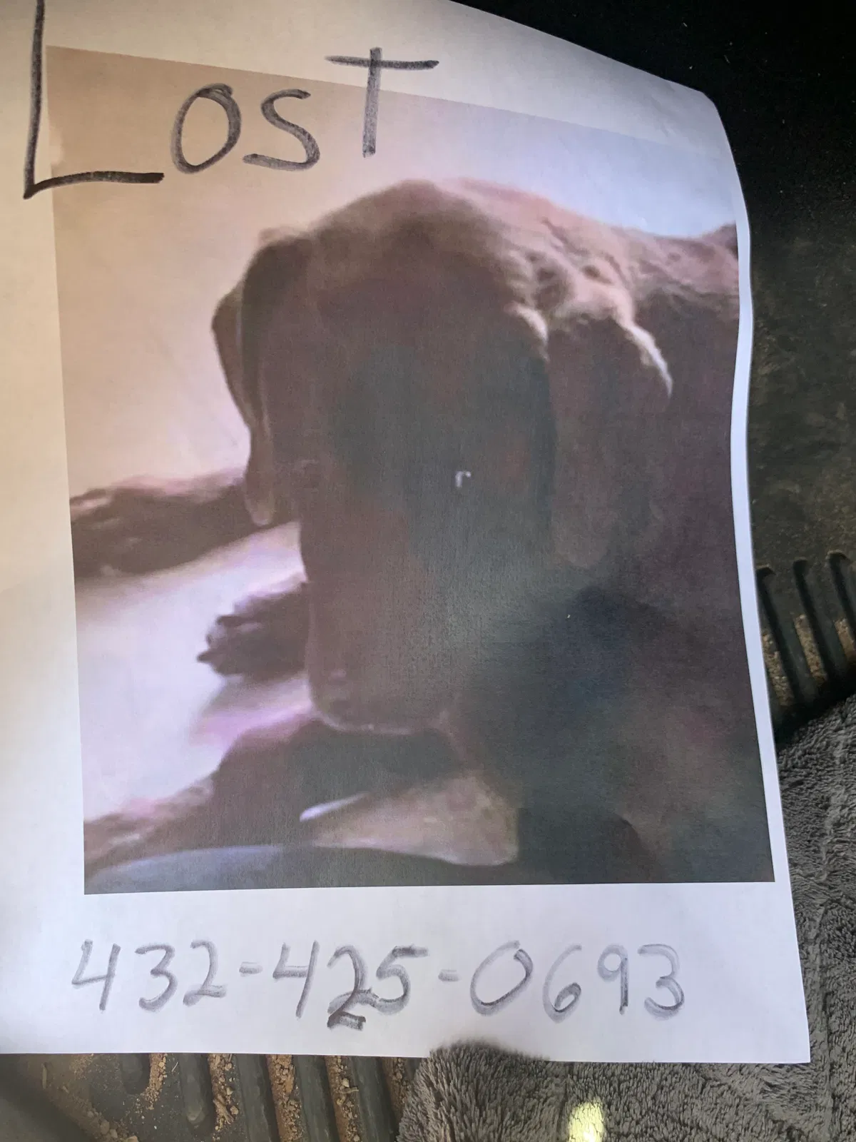 Lost dog in Odessa, TX, 79764