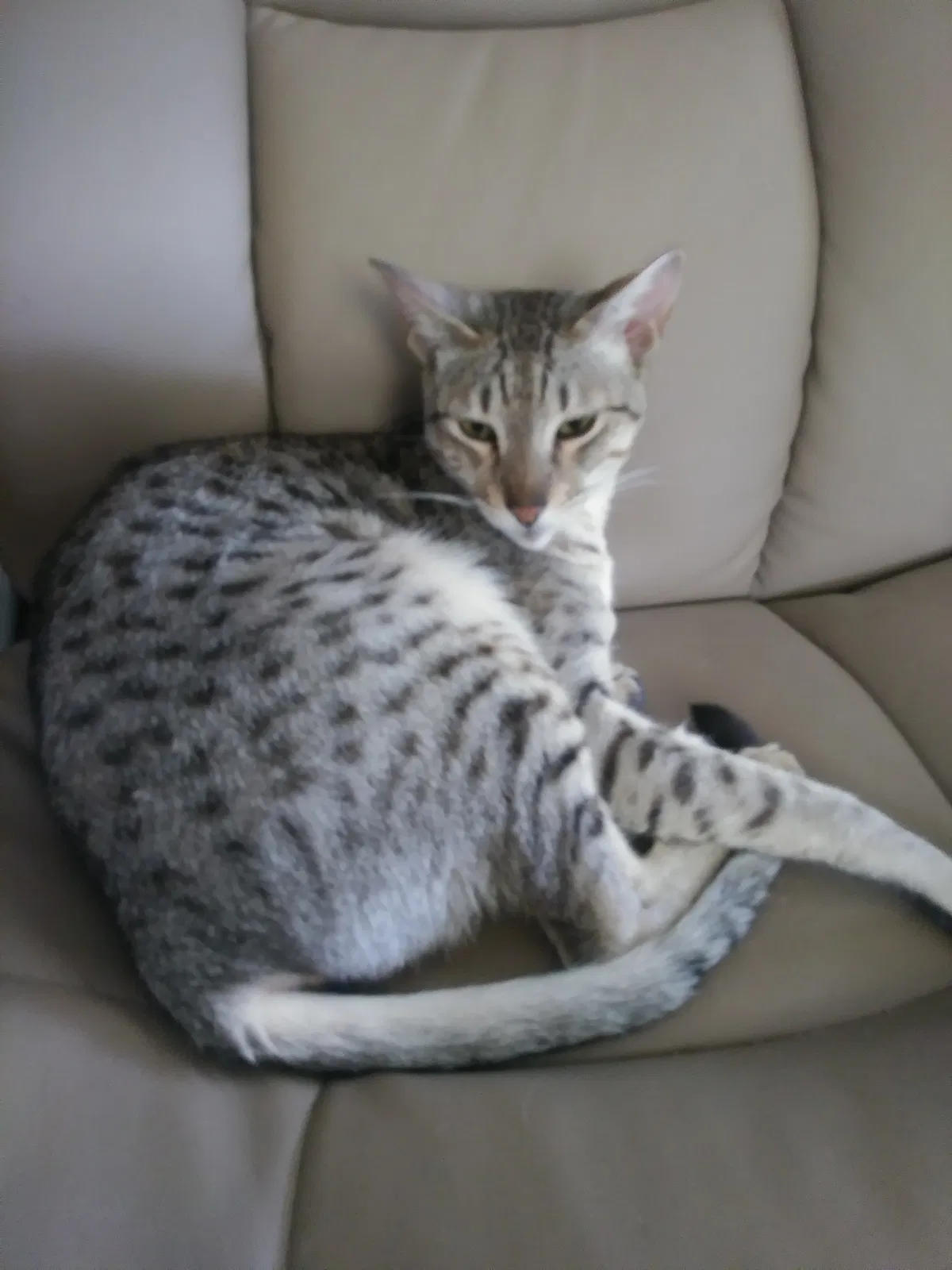 Lost cat in Beloit, WI, 53511